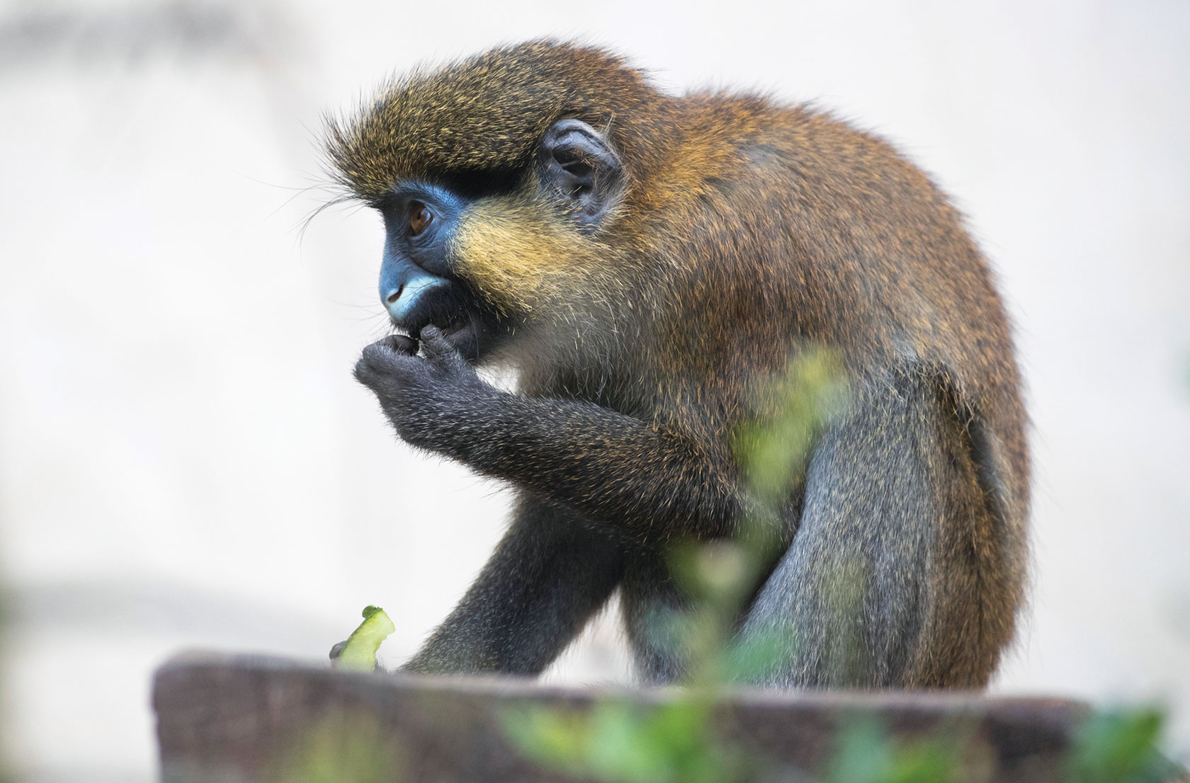 Pictured is a mustached monkey (Cercopithecus cephus) at ZooParc de Beauval, France. Image credit: ZooParc de Beauval.