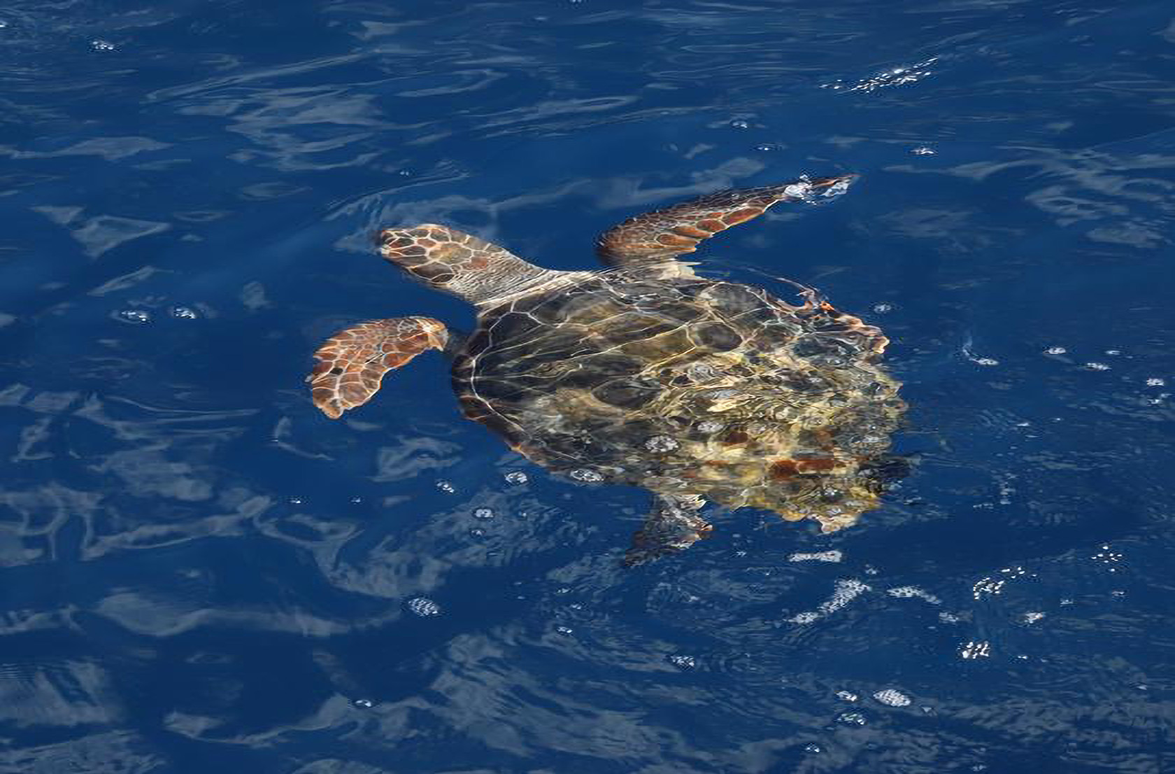 Adult loggerhead sea turtle surfacing in the Mediterranean Sea.
