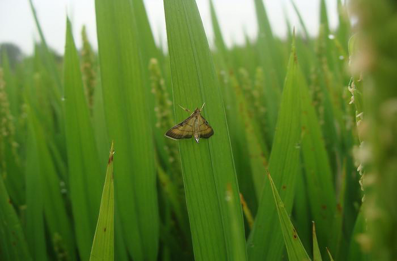 Male of rice leafroller moth on rice.